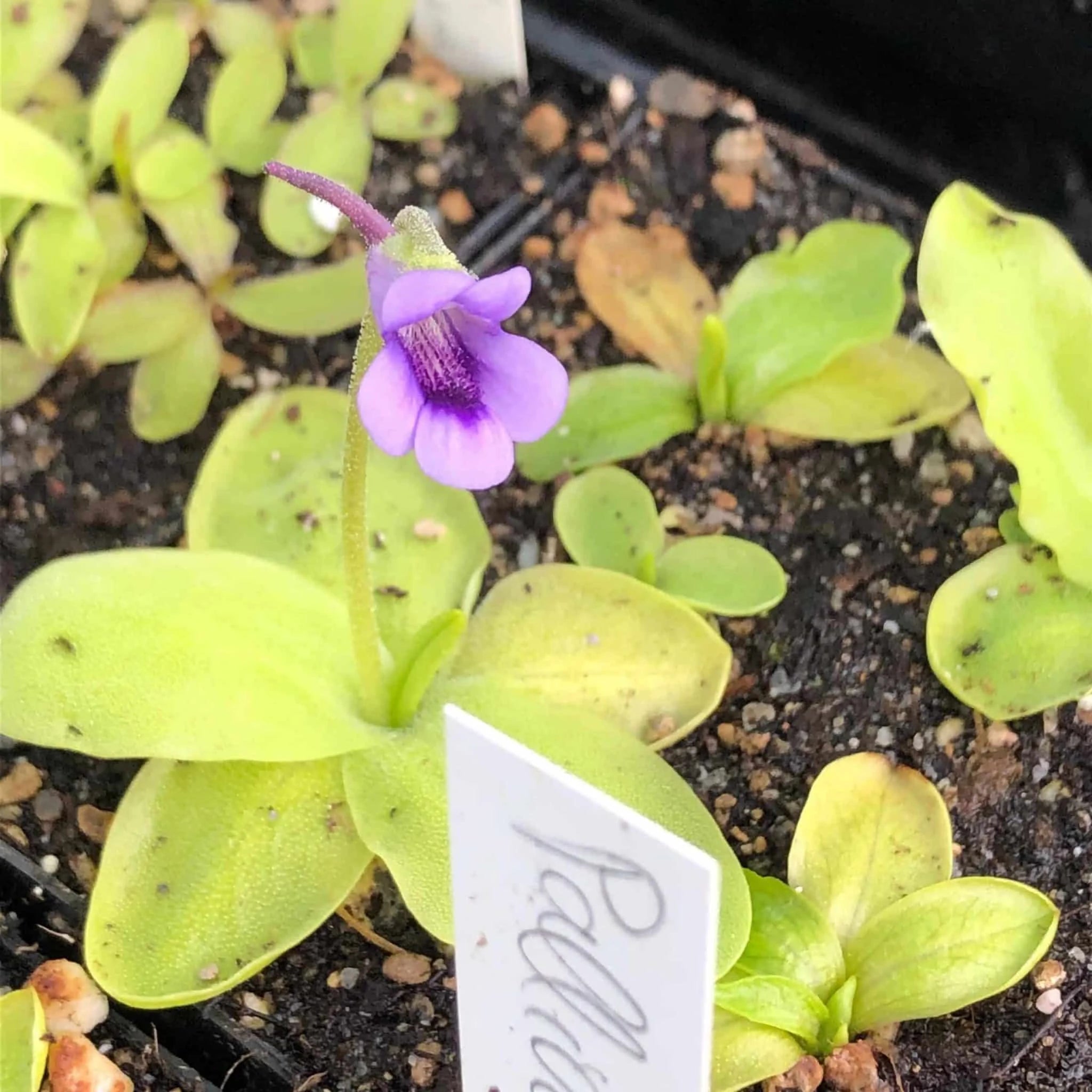 Pinguicula grandiflora var. pallida, Mijoux 大森食虫植物農園