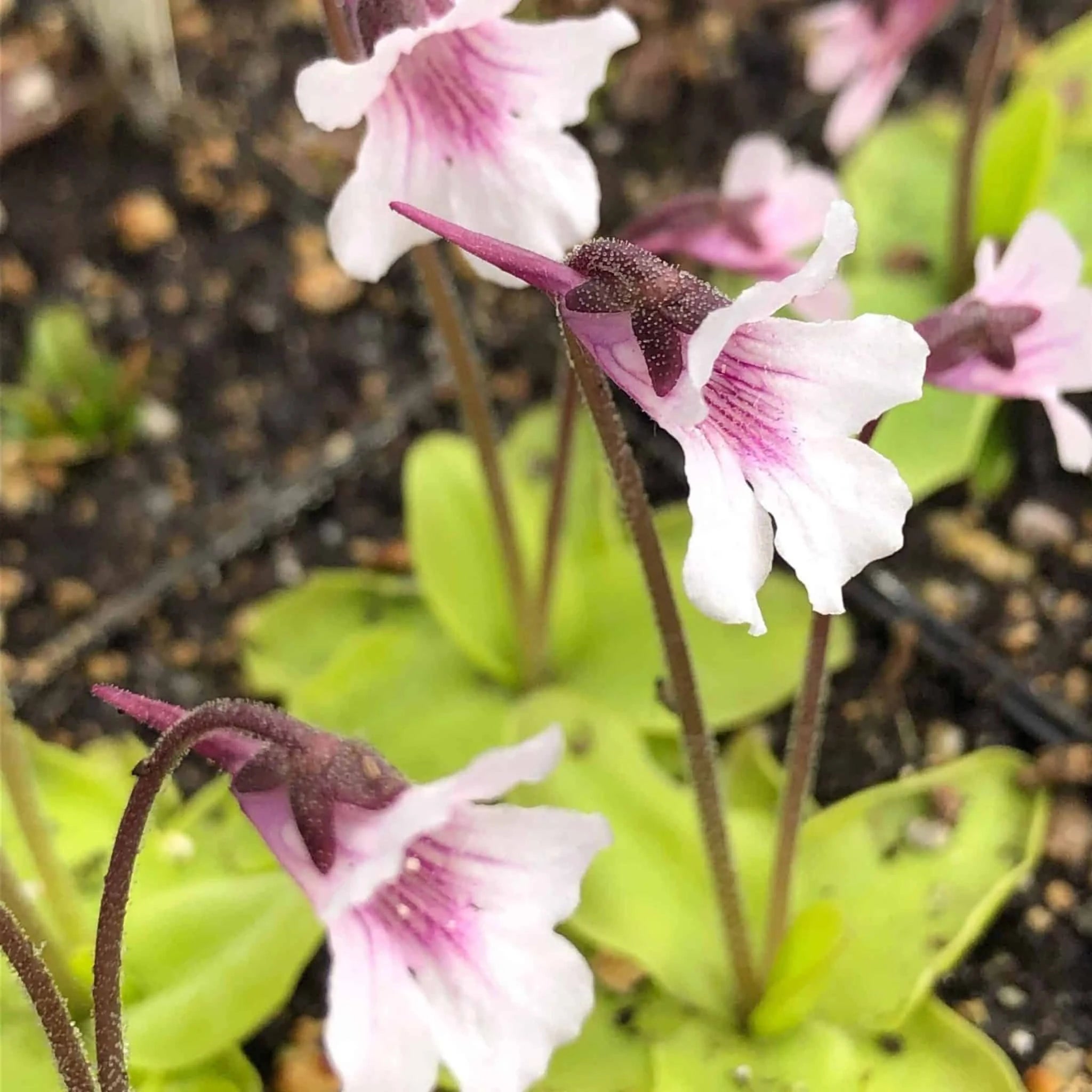 Pinguicula grandiflora var. rosea, Grenoble 大森食虫植物農園