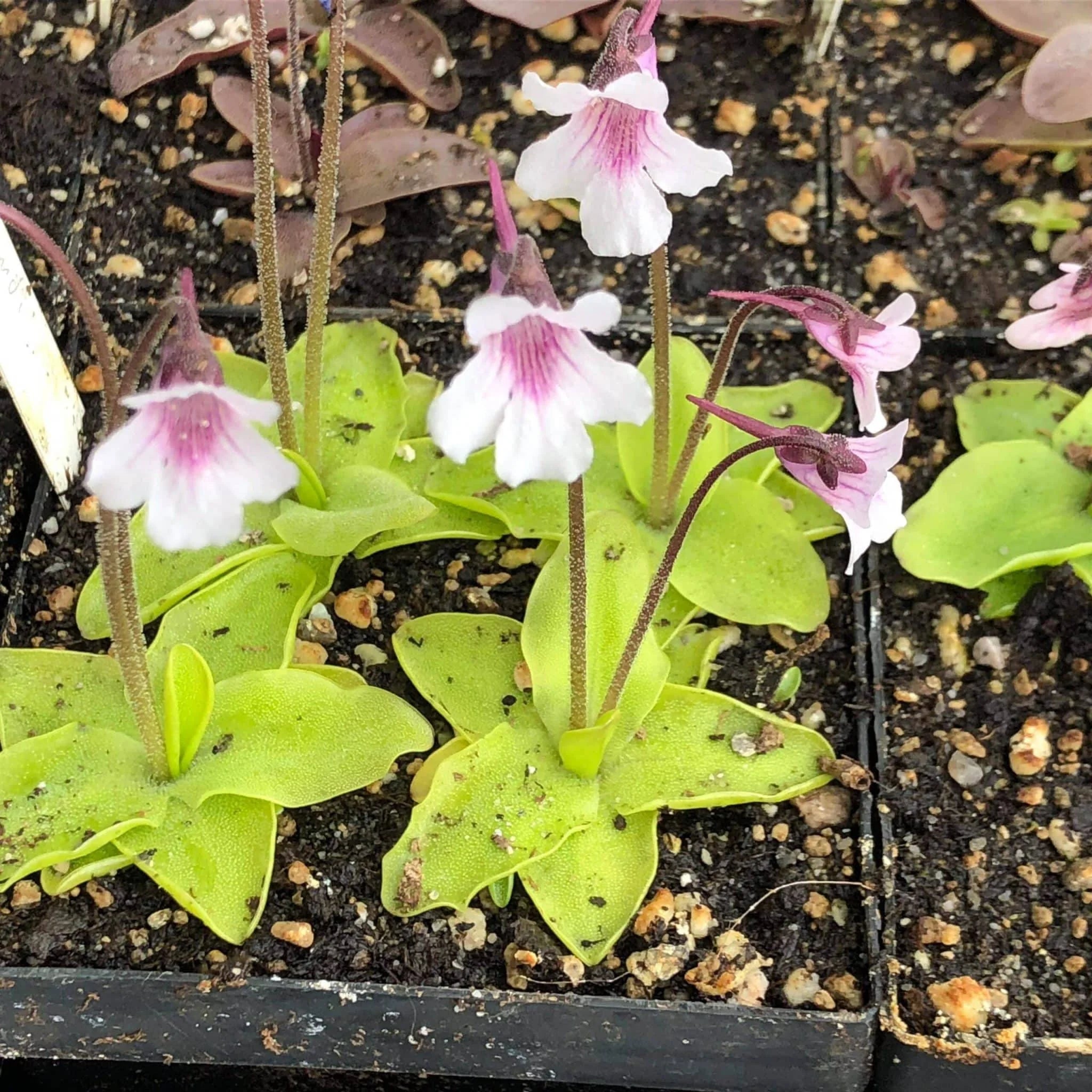 Pinguicula grandiflora var. rosea, Grenoble 大森食虫植物農園