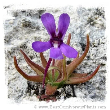 Pinguicula gypsicola {Buena Vista, San Luis Potosi, Mex.} [BCP ID# P619] / 2株の苗 大森食虫植物農園