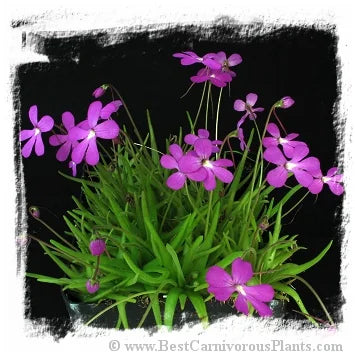 Pinguicula gypsicola x Pinguicula moctezumae [BCP ID# P282, P543, P1401] / 1株の苗 大森食虫植物農園