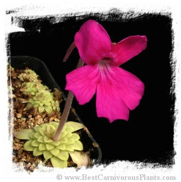 Pinguicula hemiepiphytica [BCP ID# P434, P461] / 2株の苗 大森食虫植物農園