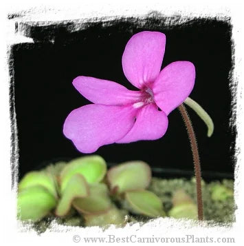 Pinguicula hemiepiphytica {Site 2 # 6, Mex., coll. Ed Read} [BCP ID# P553] / 2株の苗 大森食虫植物農園