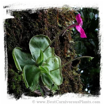 Pinguicula hemiepiphytica {near Ixtlan de Juarez, Oaxaca, Mexico, 2209-2535 m} [BCP ID# P628, P634, P635, P1790] / 2株の苗 大森食虫植物農園