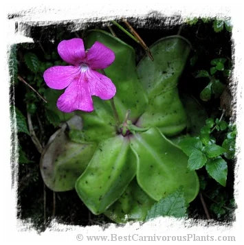 Pinguicula hemiepiphytica {near Ixtlan de Juarez, Oaxaca, Mexico, 2209-2535 m} [BCP ID# P628, P634, P635, P1790] / 2株の苗 大森食虫植物農園