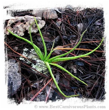 Pinguicula heterophylla {Concepcion Papalo, Mexico} [BCP ID# P362] / 2株の苗または休眠球根 大森食虫植物農園