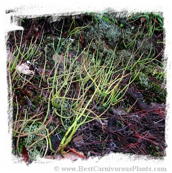 Pinguicula heterophylla {Concepcion Papalo, Mexico} [BCP ID# P362] / 2株の苗または休眠球根 大森食虫植物農園