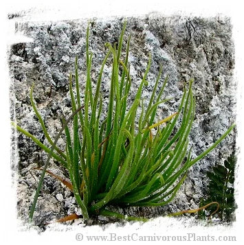Pinguicula heterophylla {Concepcion Papalo, Mexico} [BCP ID# P362] / 2株の苗または休眠球根 大森食虫植物農園