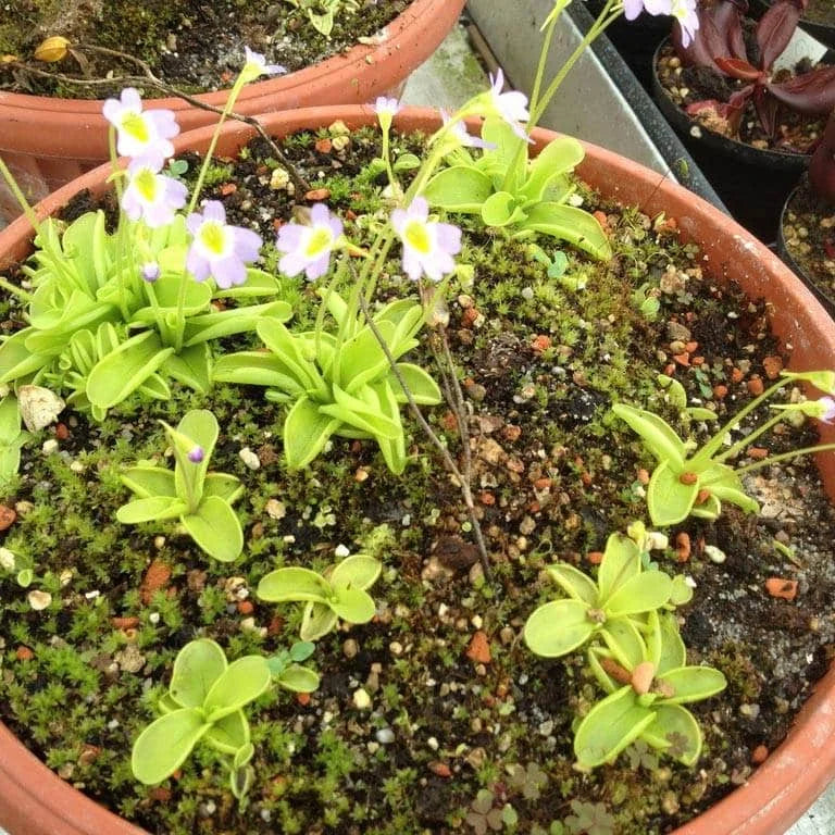 Pinguicula hirtiflora, Mount Olymp 大森食虫植物農園