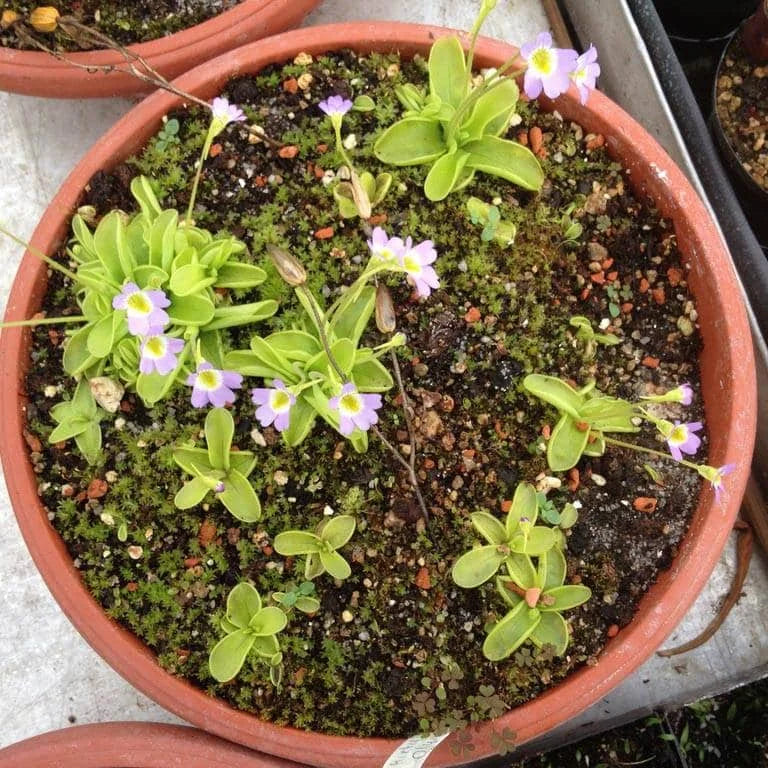 Pinguicula hirtiflora, Mount Olymp 大森食虫植物農園