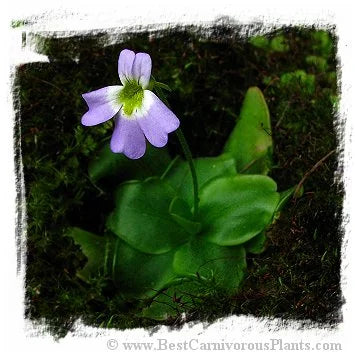 Pinguicula hirtiflora {true, Devoll Valley, Moglice, Albania} [BCP ID# P2555] / 2株の苗 大森食虫植物農園