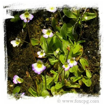 Pinguicula hirtiflora {true, Devoll Valley, Moglice, Albania} [BCP ID# P2555] / 2株の苗 大森食虫植物農園
