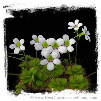 Pinguicula ibarrae {= P spec. agnata, Tlanchinol; Mexico} [BCP ID# P1403, P1791, P1792] / 2株の苗 大森食虫植物農園