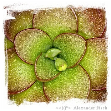Pinguicula ibarrae {= P spec. agnata, Tlanchinol; Mexico} [BCP ID# P1403, P1791, P1792] / 2株の苗 大森食虫植物農園