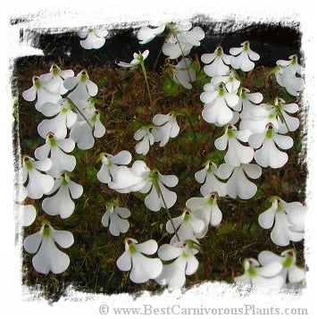 Pinguicula immaculata [BCP ID# P515] / 2株の苗 大森食虫植物農園