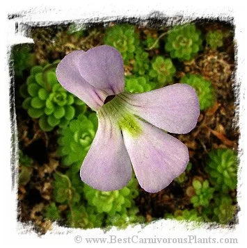 Pinguicula jaumavensis {75} [BCP ID# P549] / 2株の苗 大森食虫植物農園