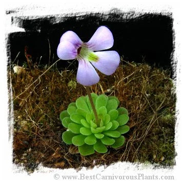 Pinguicula jaumavensis {L90-14} [BCP ID# P548, P558] / 2株の苗 大森食虫植物農園