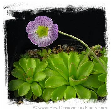 Pinguicula kondoi {=P. reticulata, Aramberii, Nuevo Leon, Mex.} [BCP ID# P311, P1288] / 2株の苗 大森食虫植物農園