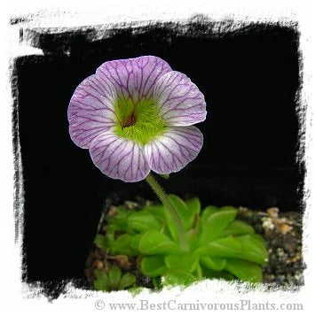 Pinguicula kondoi {giant plant} [BCP ID# P314, P1285] / 2株の苗 大森食虫植物農園