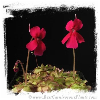 Pinguicula laueana {CP3; = P. moranensis} [BCP ID# P432, P452, P535] / 2株の苗 大森食虫植物農園