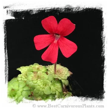 Pinguicula laueana {Crimson Red Flower} [BCP ID# P442, P443] / 2株の苗 大森食虫植物農園