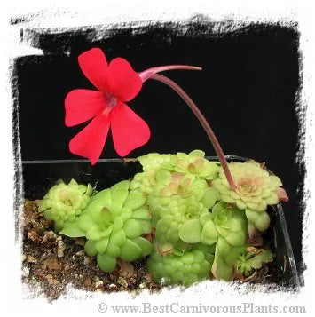 Pinguicula laueana {Crimson Red Flower} [BCP ID# P442, P443] / 2株の苗 大森食虫植物農園