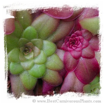 Pinguicula laueana {Sierre Mixe} [BCP ID# P451, P550] / 2株の苗 大森食虫植物農園