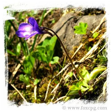 Pinguicula leptoceras {Valstrona, Italy, 1955m} [BCP ID# P1369] / 1株の苗 大森食虫植物農園