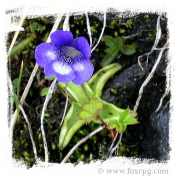 Pinguicula leptoceras {near San Bernardino, Switzerland} [BCP ID# P1370] / 2株の苗 大森食虫植物農園