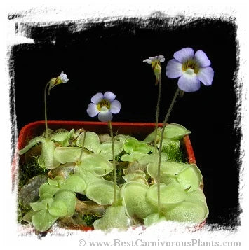 Pinguicula lilacina {La Florida, Mexico} [BCP ID# S185] (15粒の種子) 大森食虫植物農園