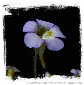 Pinguicula lilacina {La Florida, Mexico} [BCP ID# S185] (15粒の種子) 大森食虫植物農園