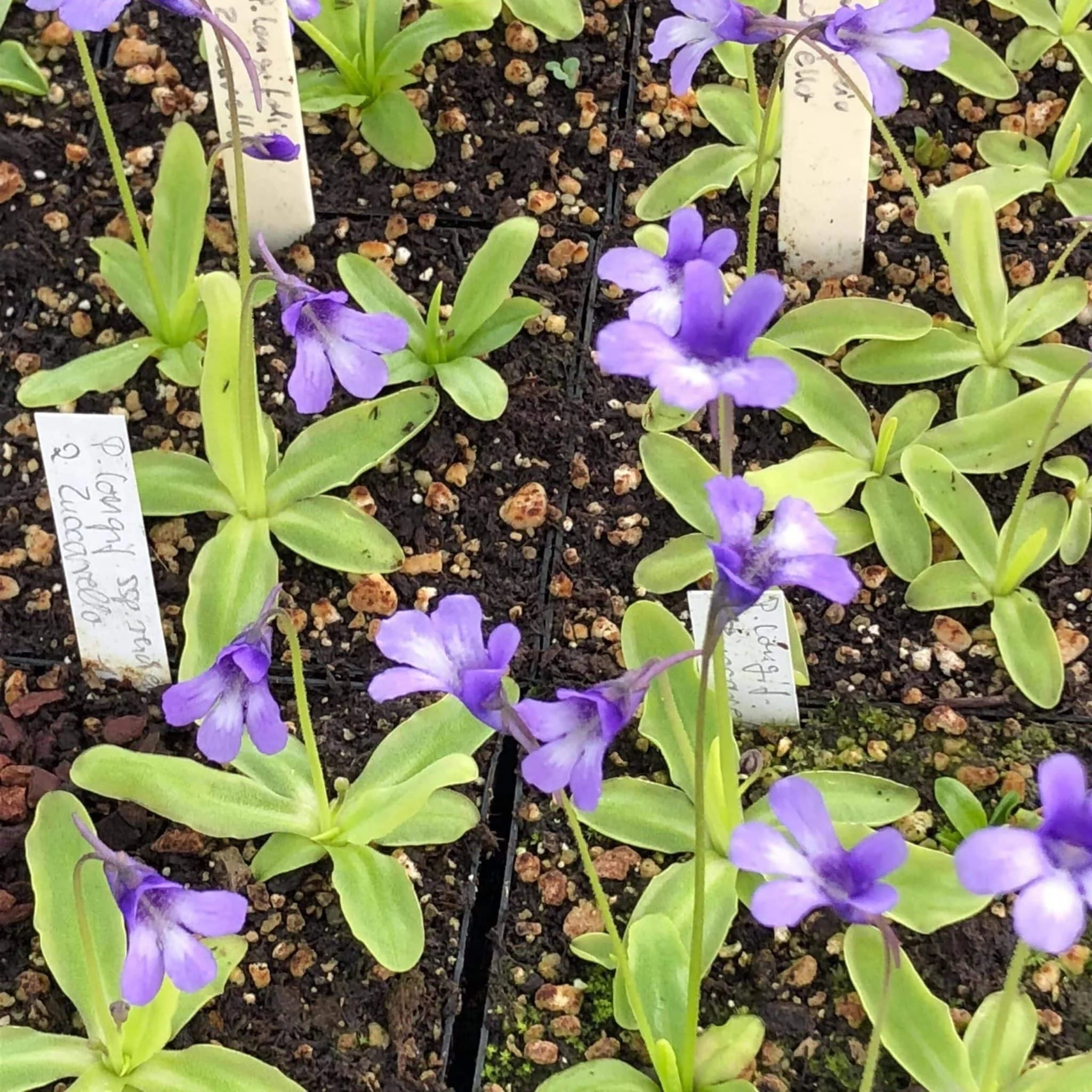 Pinguicula longifolia ssp. reichenbachiana, Zuccarello IT 大森食虫植物農園