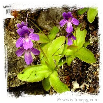 Pinguicula longifolia subsp. causensis {Mende, S. France, 400m} [BCP ID# P410, P426, P641] / 3株の苗 大森食虫植物農園