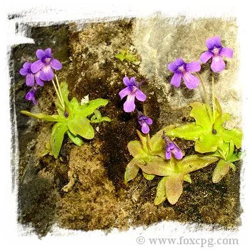 Pinguicula longifolia subsp. causensis {Millau, S. France} [BCP ID# P1335] / 2株の苗 大森食虫植物農園