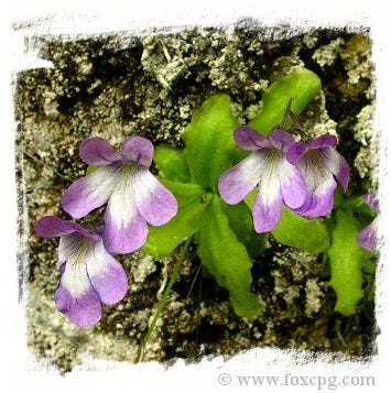 Pinguicula longifolia subsp. longifolia {Valle de Pineta, France} [BCP ID# S188] (15粒の種子) 大森食虫植物農園