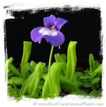 Pinguicula longifolia subsp. longifolia {NP Ordesa, France} [BCP ID# P400, P688] / 3株の苗 大森食虫植物農園