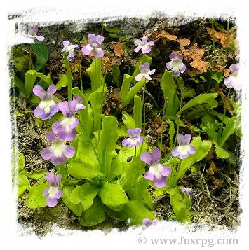 Pinguicula longifolia subsp. longifolia {Valle de Pineta, France} [BCP ID# S188] (15粒の種子) 大森食虫植物農園