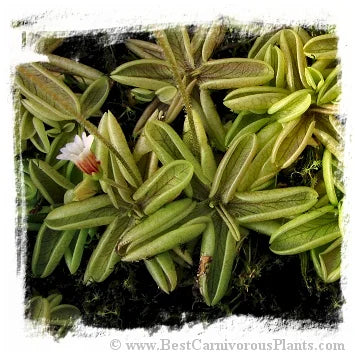 Pinguicula lusitanica {Valongo, Portugal} [BCP ID# P609] / 3株の苗 大森食虫植物農園