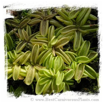 Pinguicula lusitanica {Valongo, Portugal} [BCP ID# P609] / 3株の苗 大森食虫植物農園
