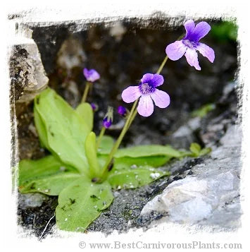Pinguicula macroceras {Mt. Nyuto = Mt. Eboshi, Akita, Japan} / 2株の苗 大森食虫植物農園