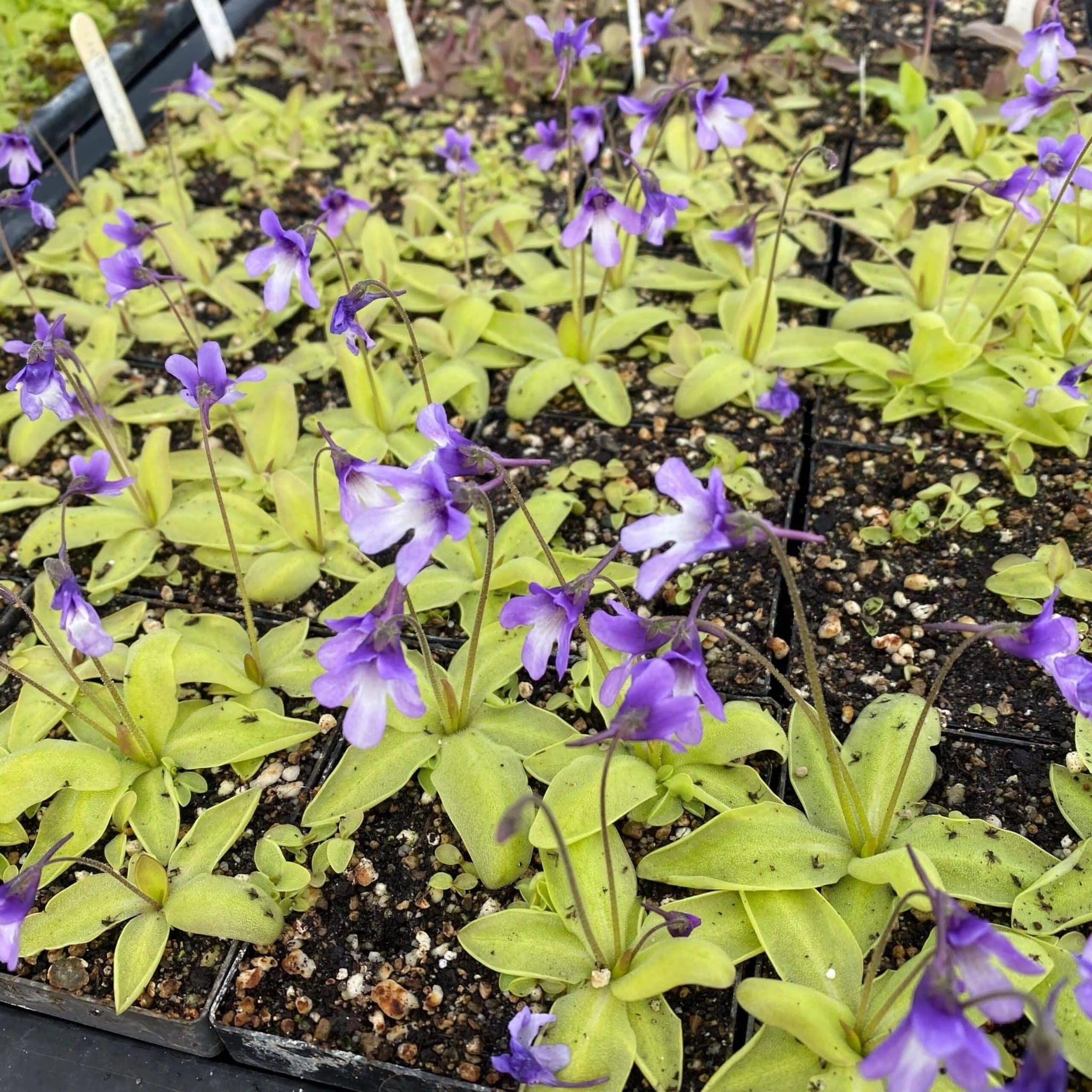 Pinguicula macroceras, japanese origin 大森食虫植物農園