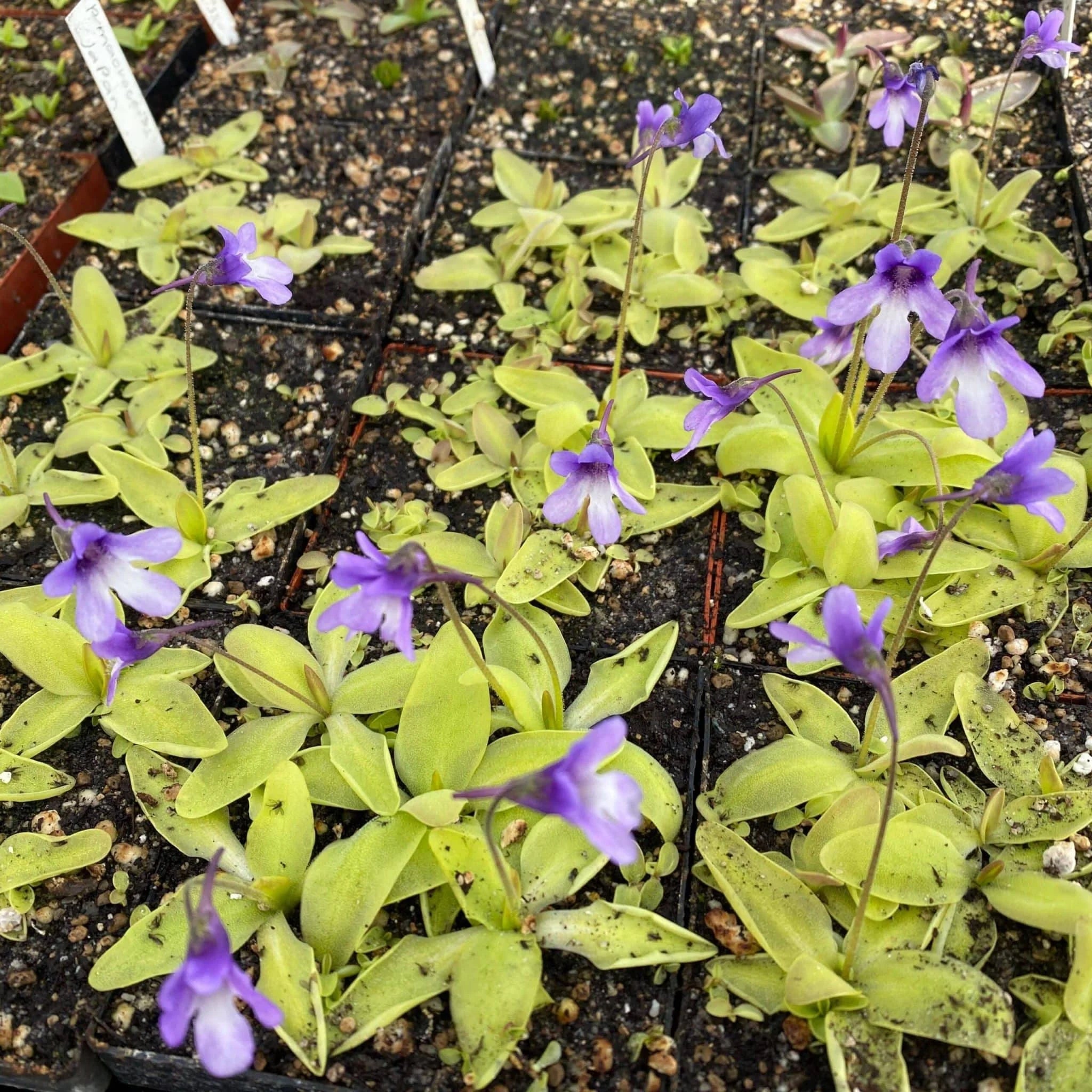 Pinguicula macroceras, japanese origin 大森食虫植物農園