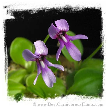 Pinguicula macrophylla [BCP ID# P480] / 2株の苗 大森食虫植物農園