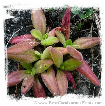 Pinguicula martinezii [BCP ID# P615, P2222] / 2株の苗 大森食虫植物農園