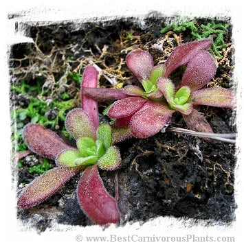 Pinguicula martinezii [BCP ID# P615, P2222] / 2株の苗 大森食虫植物農園
