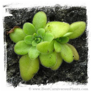 Pinguicula martinezii [BCP ID# P615, P2222] / 2株の苗 大森食虫植物農園