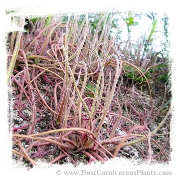 Pinguicula medusina {Juxtlahuaca, Oaxaca, Mexico} [BCP ID# P3027] / 1株の苗または休眠球根 大森食虫植物農園