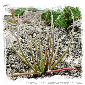 Pinguicula medusina {Juxtlahuaca, Oaxaca, Mexico} [BCP ID# P3027] / 1株の苗または休眠球根 大森食虫植物農園
