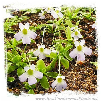 Pinguicula megaspilaea {= P. habilii, Marmaris, Southwestern Anatolia, Turkey} [BCP ID# P1705] / 2株の苗 大森食虫植物農園