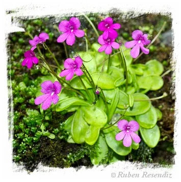 Pinguicula mesophytica {Cerro Miramundo, El Salvador} [BCP ID# P1693, P1703] / 2株の苗 大森食虫植物農園